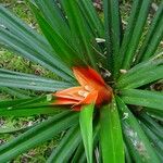 Freycinetia arborea 花