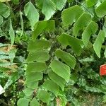 Adiantum peruvianum Leht