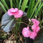 Begonia cucullata cv. 'Doublet Rose Pink' Blomst