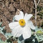 Argemone corymbosa Flower