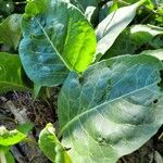 Jaborosa integrifolia Leaf