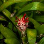 Billbergia pyramidalis Habit