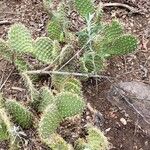 Opuntia littoralis List