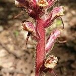 Orobanche hederaeLorea