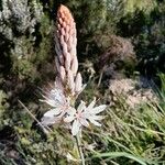 Asphodelus lusitanicus Flower