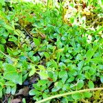 Salix serpillifolia Elinympäristö