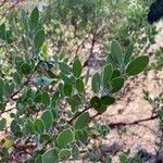 Arctostaphylos pringlei Foglia