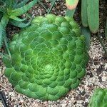 Aeonium tabulaeforme Хабит