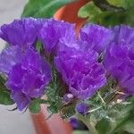 Limonium sinuatumFlors