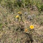 Carlina corymbosaFlower