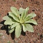 Verbascum sinaiticum Habitus