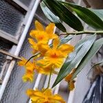 Dendrobium chrysotoxum Кветка