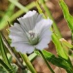 Monsonia angustifolia Folha