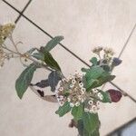Pluchea carolinensis Flor