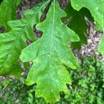 Quercus alba Blad