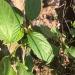 Corchorus olitorius Leaf