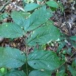 Diplotropis purpurea Leaf