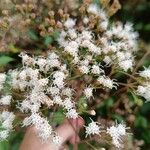 Ageratina ligustrina Flor