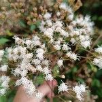 Ageratina ligustrina Blomma