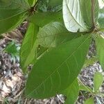 Terminalia lucida Folla