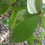 Terminalia lucida Blatt