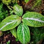 Aglaonema costatum Blatt