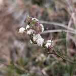 Seseli montanum Flower