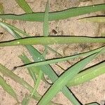 Echinochloa crus-galli 葉
