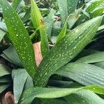 Aspidistra lurida Liść