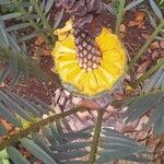 Encephalartos trispinosus 葉