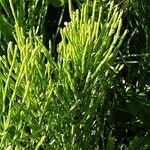 Equisetum arvense Deilen