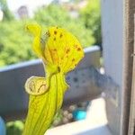 Sarracenia oreophilaЛисток