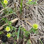 Trifolium campestre عادت