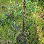 Pedicularis sceptrum-carolinum Hábito