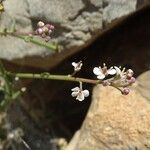 Lepidium graminifolium Flor