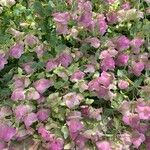 Origanum rotundifolium Flower