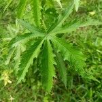 Hibiscus cannabinus List