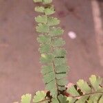 Adiantum caudatum Leaf