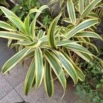 Dracaena reflexaLeaf