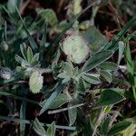 Anthyllis circinnata Fruit