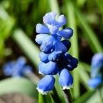 Muscari botryoides Blodyn