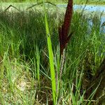 Carex acuta Floare