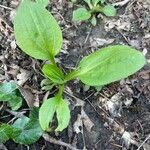 Plantago rugelii Folha