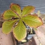 Rodgersia aesculifoliaFulla