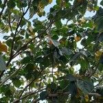 Ficus auriculata Lehti