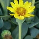 Hertia cheirifolia Kvet