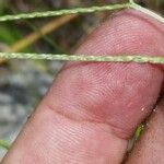 Axonopus fissifolius Плод