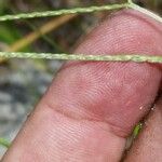 Axonopus fissifolius Fruit