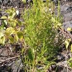 Erica comorensis Other