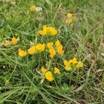 Lotus corniculatusFlor